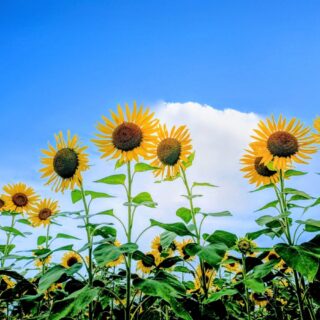 社内行事による休業と夏季休暇のお知らせ